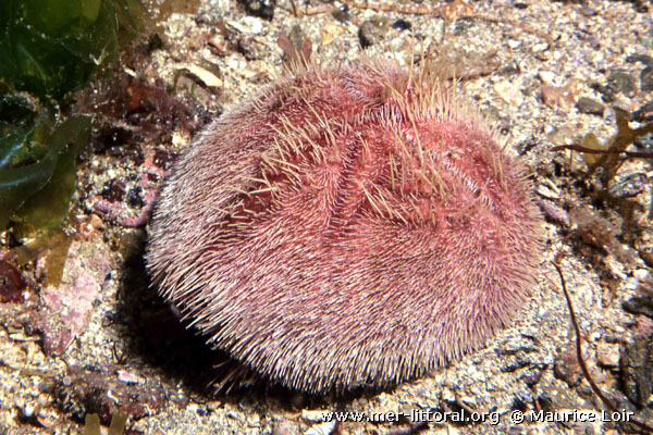 Представитель Семейства Spatangidae